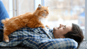 orange-long-haired-cat-lies-on-man's-chest